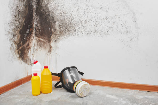 Best Mold Remediation  in Whitinsville, MA
