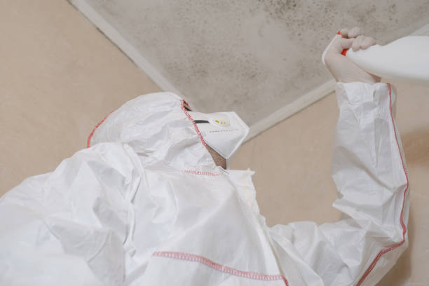 Best Crawl Space Mold Removal  in Whitinsville, MA