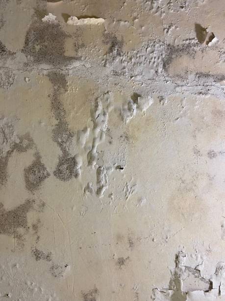 Best Fast Mold Removal  in Whitinsville, MA