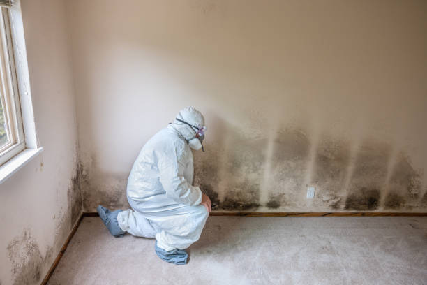 Best Attic Mold Removal  in Whitinsville, MA