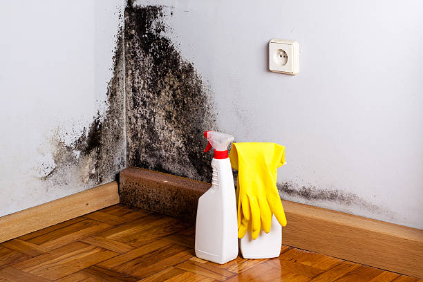 Best Toxic Mold Removal  in Whitinsville, MA