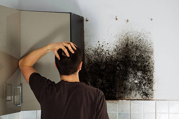 Best Mold Damage Repair  in Whitinsville, MA