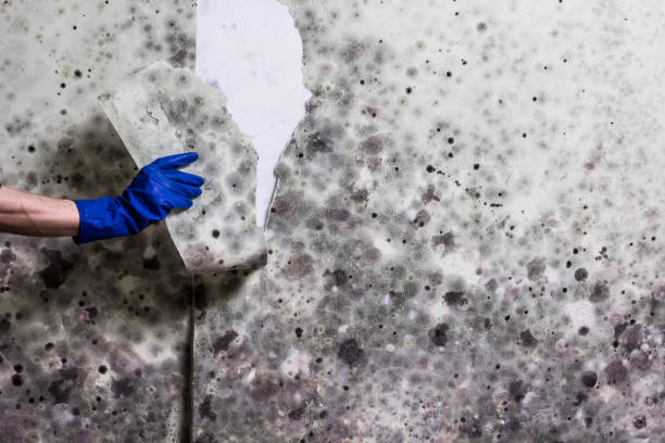 Best Home Mold Removal  in Whitinsville, MA