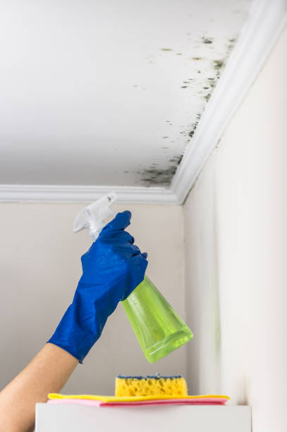 Best Certified Mold Removal  in Whitinsville, MA